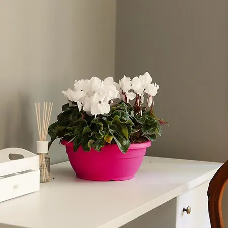 Residenza Maiano Ξενοδοχείο Φλωρεντία